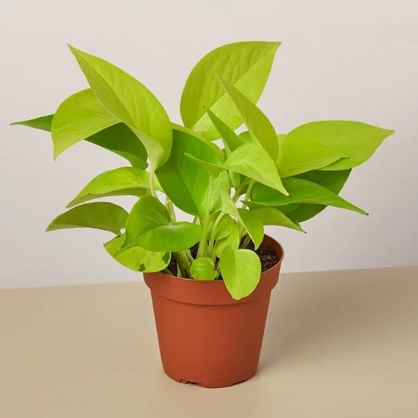 Money Plant